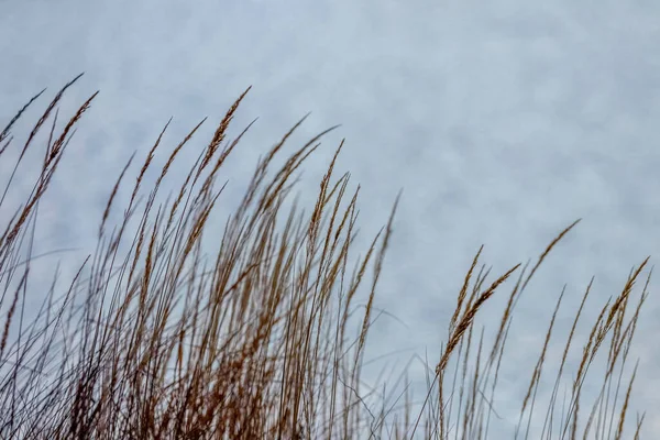 Sonbaharda nehir kıyısında kuru otlar.