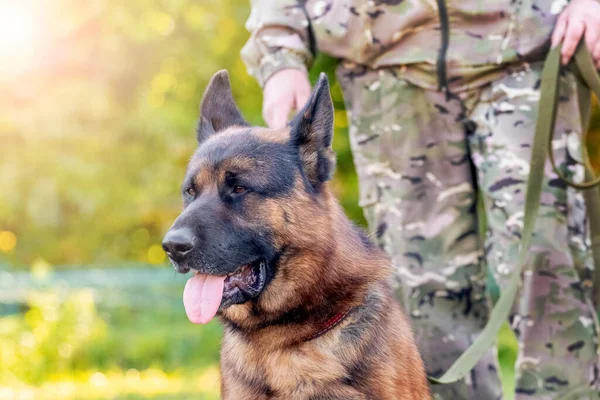 Güneşli havada sahibinin yanında tasmalı çoban köpeği.