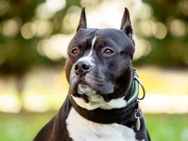 Porträtt Amstaff Dog American Staffordshire Terrier Närbild Utomhus — Stockfoto