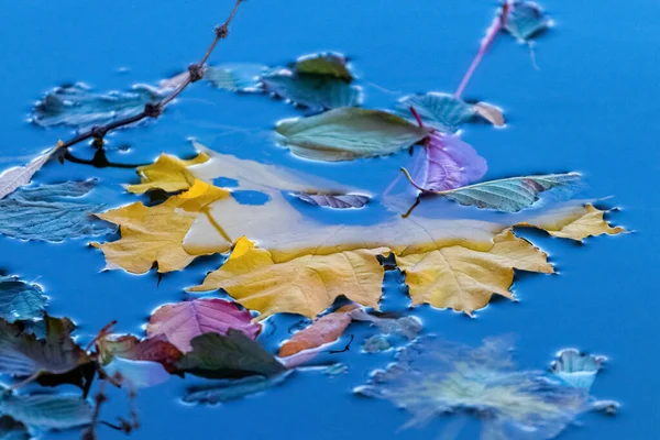 Colorful Autumn Leaves Blue Water Surface Lake — Φωτογραφία Αρχείου