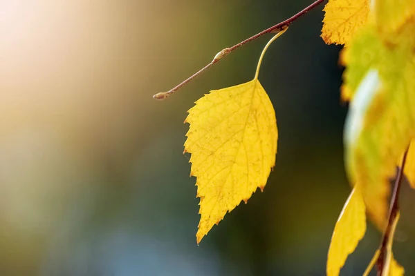 Yellow Birch Leaves Tree Close Blurred Background Autumn Leaves — Fotografia de Stock