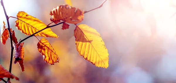 Tree Branch Colorful Autumn Leaves Blurred Background Sunny Weather — Foto Stock