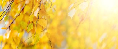 Sarı huş yapraklı sonbahar arkaplanı güneş ışığında ağaçta, boşluğu kopyala