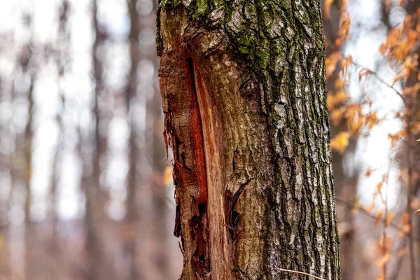 Trädstam Med Skadad Bark Trädsjukdomar — Stockfoto