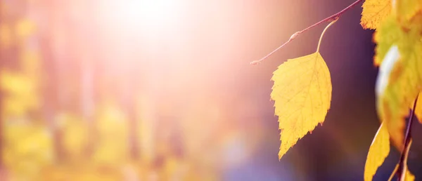 Yellow Birch Leaves Tree Forest Close Blurred Background Copy Space — Stock Photo, Image