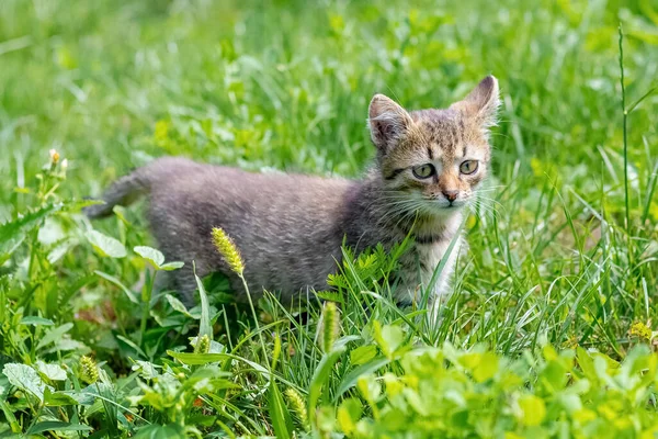 의정원에 줄무늬 고양이 — 스톡 사진