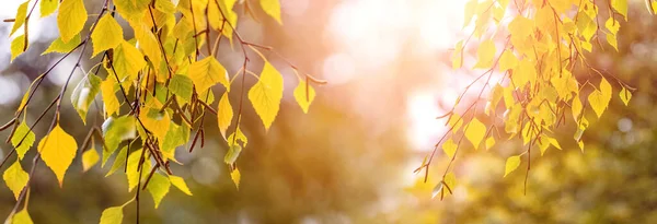 Fundo Outono Com Folhas Vidoeiro Amarelas Uma Árvore Dia Ensolarado — Fotografia de Stock