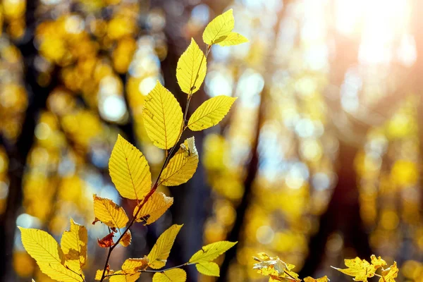Golden Autumn Forest Yellow Leaves Trees Forest Sunny Weather — Stock Photo, Image