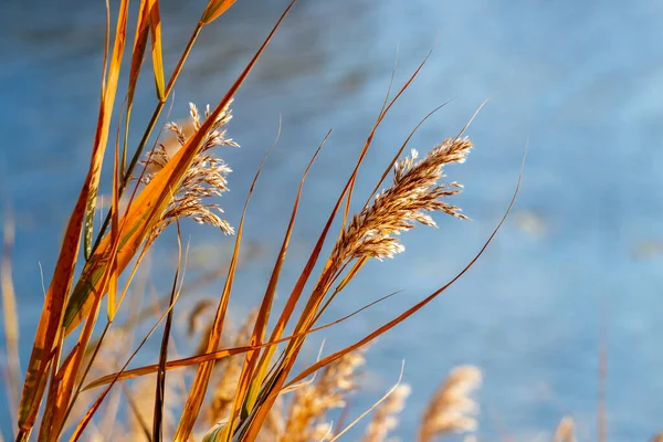 Gęstwiny Suchej Trawy Trzciny Pobliżu Rzeki Jesienią — Zdjęcie stockowe