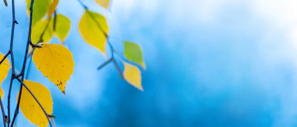 五彩缤纷的秋天桦树叶在浅色的背景上 复制空间 — 图库照片
