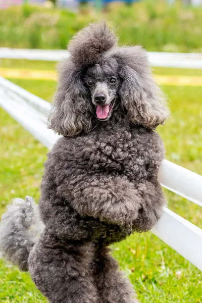 Caniche Peludo Gris Cerca Pie Las Patas Traseras Parque Mientras — Foto de Stock