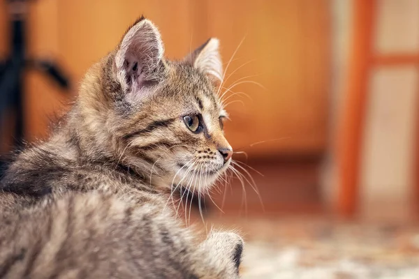 Odada Küçük Çizgili Kedi Yavrusu Var Profilde Bir Kedi Portresi — Stok fotoğraf