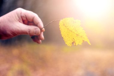 # Adam elinde tutuyor # # Ormanda sarı sonbahar yapraklarını # # Bulanık bir arka planda güneşli havada #