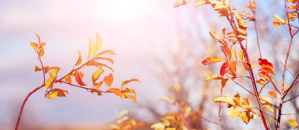 Autumn Background Yellow Orange Red Leaves Light Blurred Background Sunny — Stock Photo, Image