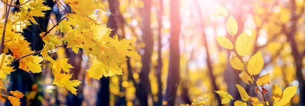 Floresta Outono Com Folhas Amarelas Nas Árvores Tempo Ensolarado Panorama — Fotografia de Stock