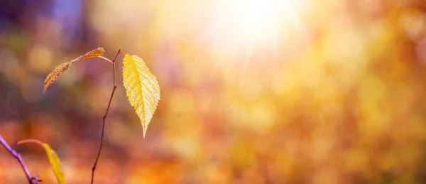 Folhas Amarelas Floresta Outono Fundo Embaçado Tempo Ensolarado — Fotografia de Stock