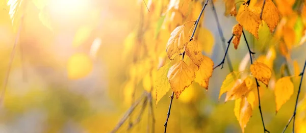 Autumn Background Yellow Orange Birch Leaves Blurred Background Sunny Weather — Stock Photo, Image