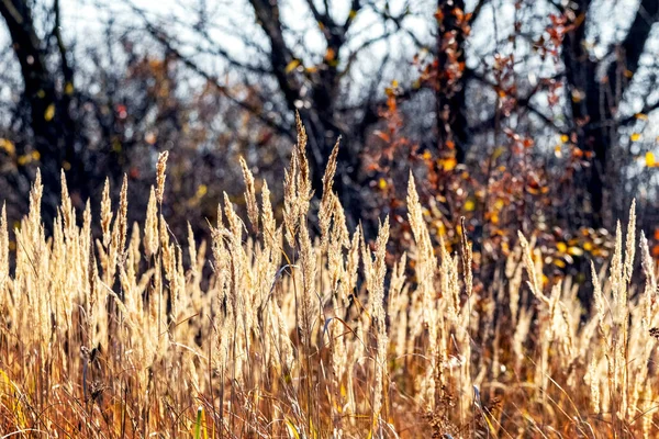 Hösten Bakgrund Med Snår Torrt Gräs Skogen Bakgrund Träd — Stockfoto