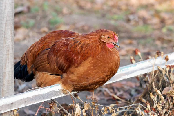 布朗鸡坐在农场花园的横梁上 鸡的繁育 — 图库照片