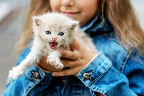 Küçük Beyaz Kedi Bir Kızın Kollarında Miyavlıyor — Stok fotoğraf