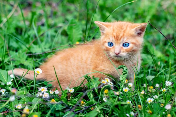緑の芝生の間の庭でかわいい赤毛の子猫 — ストック写真
