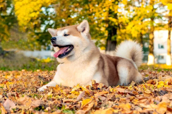 Akita Pies Siedzi Jesiennym Parku Upadłym Liściu — Zdjęcie stockowe