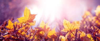 Sarı sonbahar akçaağaç yaprakları yerde güneşte ormanda, sonbahar arka planında, kopyalama alanı