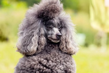 Gri tüylü kaniş, açık ağızlı ve dostane bakışlı, komik bir köpeğin portresi.