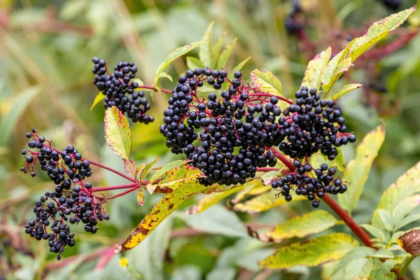 Glanz Der Schwarzen Holunderbeeren Sambucus Holunderbusch Mit Beeren — Stockfoto