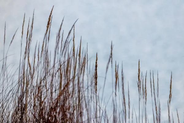 秋の川の近くの乾いた草 秋の背景 — ストック写真