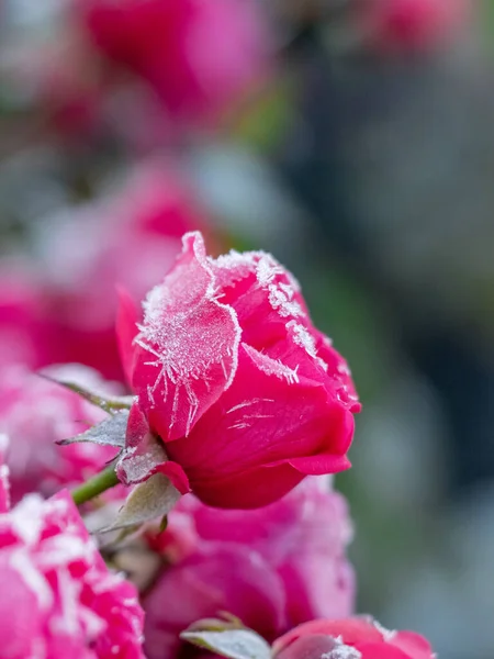 분홍빛 장미는 화단에 서리와 서리로 — 스톡 사진
