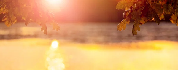 Höstbakgrund Med Eklöv Vid Älven Soligt Väder Solnedgången Varma Hösttoner — Stockfoto