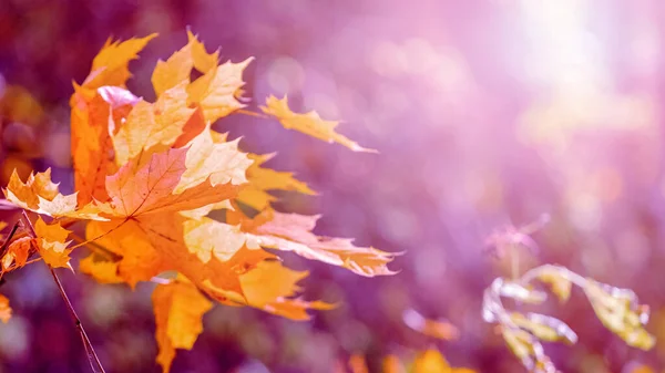 Fundo Outono Com Folhas Bordo Laranja Uma Árvore Clima Ensolarado — Fotografia de Stock