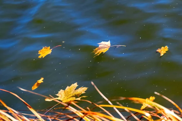 Folhas Bordo Outono Amarelo Flutuam Água Escura Rio — Fotografia de Stock