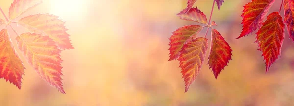 天気の良い日には 背景がぼやけているブラックベリーの茂みに赤い秋の葉 秋の背景 — ストック写真