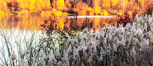 Jesienny Widok Zarośla Trzciny Brzegu Rzeki Lasu Kolorowych Drzew Oddali — Zdjęcie stockowe