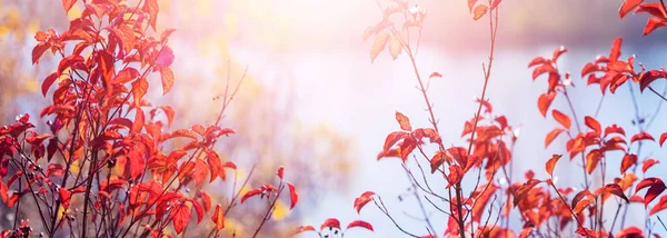 Vista Outono Com Folhas Vermelhas Uma Árvore Perto Rio Tempo — Fotografia de Stock