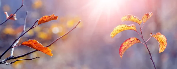 Barevné Podzimní Listy Jabloních Větvích Zahradě Slunečného Počasí — Stock fotografie