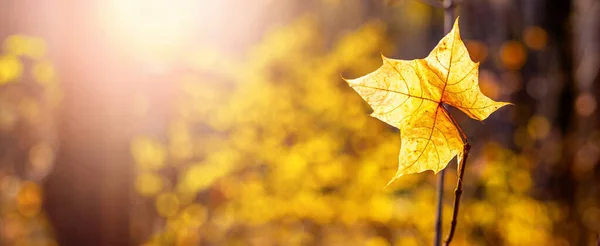 Gul Lönnlöv Skogen Suddig Bakgrund Solen Gyllene Höst Höst Skogen — Stockfoto