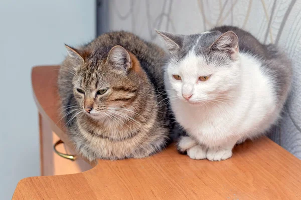 Δύο Γάτες Κάθονται Ένα Δωμάτιο Ένα Συρτάρι — Φωτογραφία Αρχείου