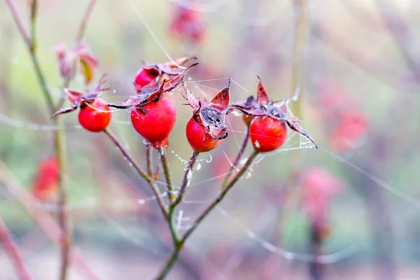 Islak Bir Sonbahar Sabahında Örümcek Ağlarıyla Dolu Bir Bahçede Kırmızı — Stok fotoğraf