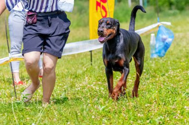 Parktaki siyah doberman metresiyle yürüyüşe çıkmış.