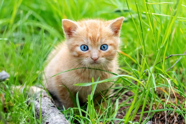 Roztomilý Ryšavý Kotě Zahradě Mezi Zelenou Trávou — Stock fotografie