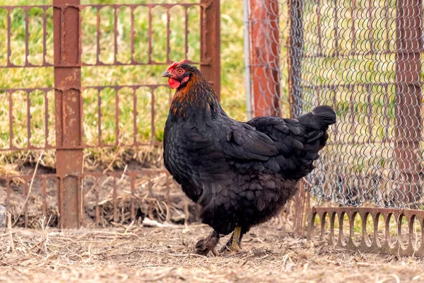 Black chicken in the farm yard. Raising chickens