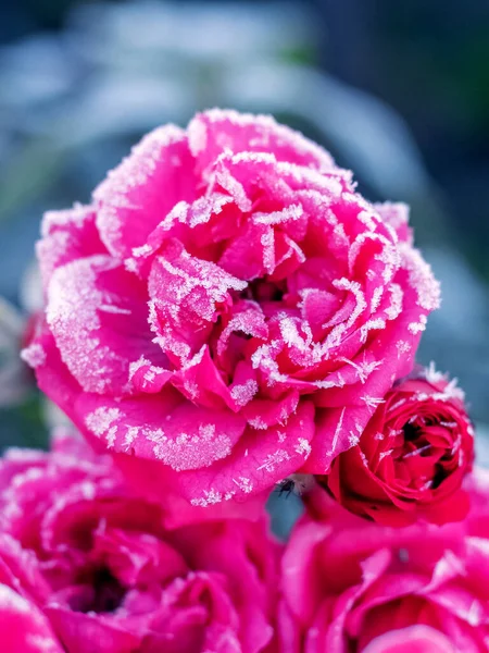 Růžové Růže Jsou Pokryty Mrazem Chrastí Zahradě Záhonu — Stock fotografie