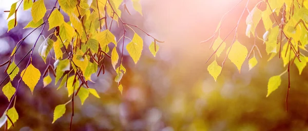 Colorful Birches Leaves Tree Autumn Forest Blurred Background — Stock Photo, Image