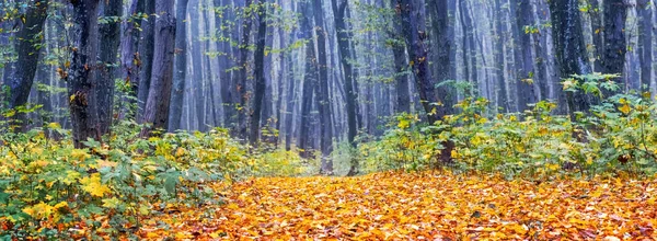 Осенний Лес Туманный День Дорогой Покрытой Опавшими Листьями — стоковое фото