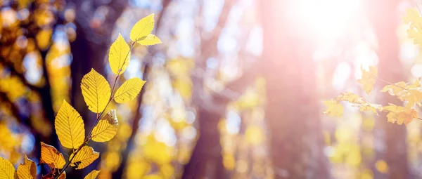 Floresta Outono Tempo Ensolarado Folhas Amarelas Nas Árvores Outono Dourado — Fotografia de Stock