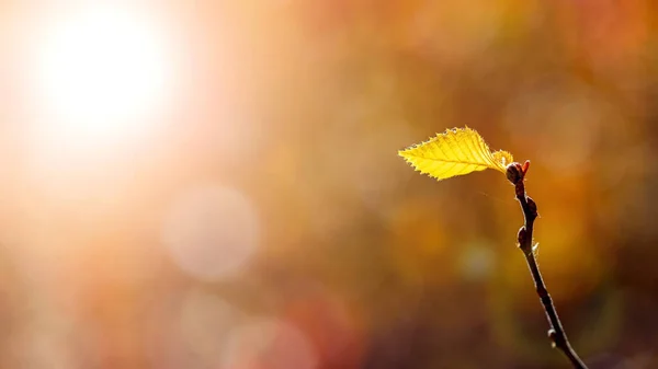 Lone Žlutý List Větvi Stromu Lese Rozmazaném Pozadí Slunečného Počasí — Stock fotografie