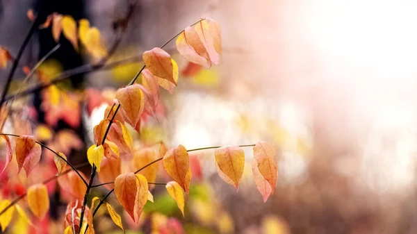 Colorful Leaves Trees Autumn Forest Sunny Weather Golden Autumn Forest — Stock Photo, Image